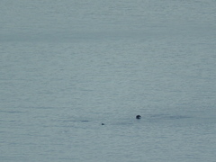 Arctocephalus