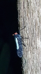 Lystra lanata