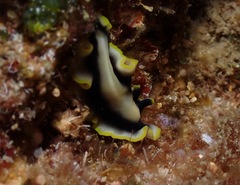 Pseudoceros paralaticlavus