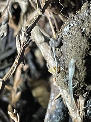 Coprinopsis stercorea