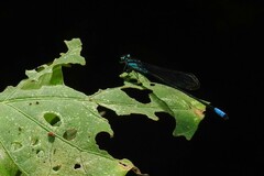 Acanthagrion quadratum