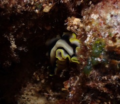 Pseudoceros paralaticlavus