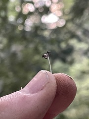 Coprinopsis stercorea