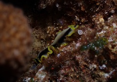 Pseudoceros paralaticlavus