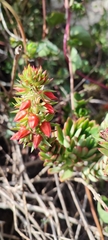 Echeveria quitensis