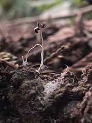 Coprinopsis stercorea