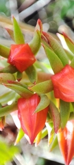 Echeveria quitensis