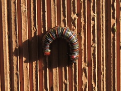 Didugua argentilinea