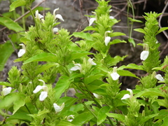 Poikilacanthus glandulosus