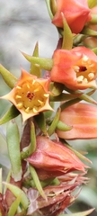 Echeveria quitensis