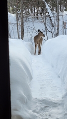 Odocoileus virginianus borealis
