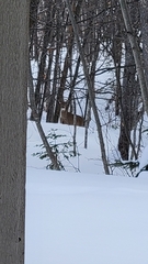 Odocoileus virginianus borealis