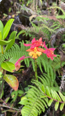 Epidendrum radicans