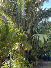 Cocoseae