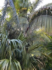 Cocoseae