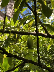 Crescentia cujete