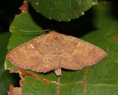 Sarobides inconclusa