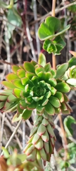 Echeveria quitensis