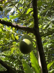 Crescentia cujete