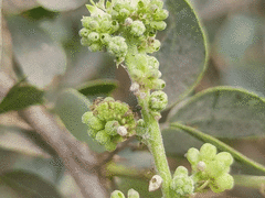 Prosotas dubiosa