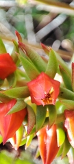 Echeveria quitensis