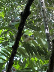Crescentia cujete