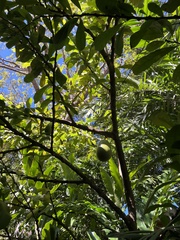 Crescentia cujete