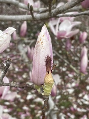 Magnolia liliiflora