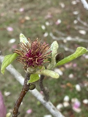 Magnolia liliiflora
