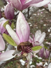 Magnolia liliiflora