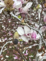 Magnolia liliiflora