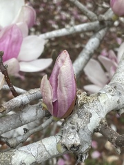 Magnolia liliiflora