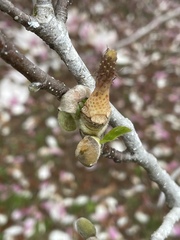 Magnolia liliiflora