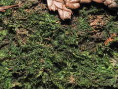 Lophocolea bidentata