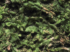 Lophocolea bidentata