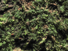 Lophocolea bidentata