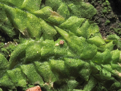 Lophocolea bidentata