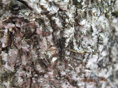 Allocapnia vivipara