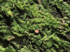 Lophocolea bidentata