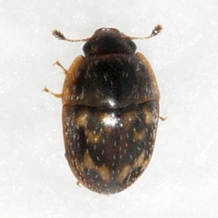 Cryptarcha concinna