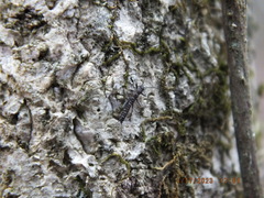 Allocapnia vivipara
