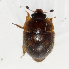 Amphicrossus ciliatus