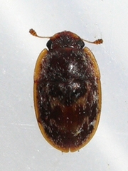 Cryptarcha concinna