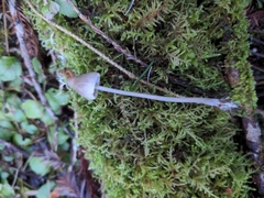 Mycena robusta