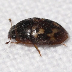 Cryptarcha concinna