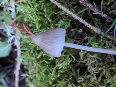 Mycena robusta