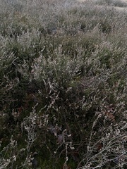 Calluna vulgaris