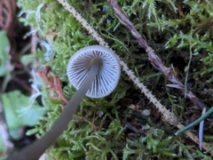 Mycena robusta