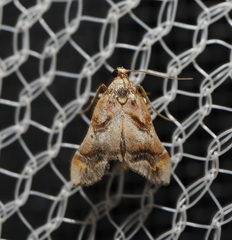 Scenedra decoratalis