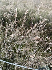 Calluna vulgaris